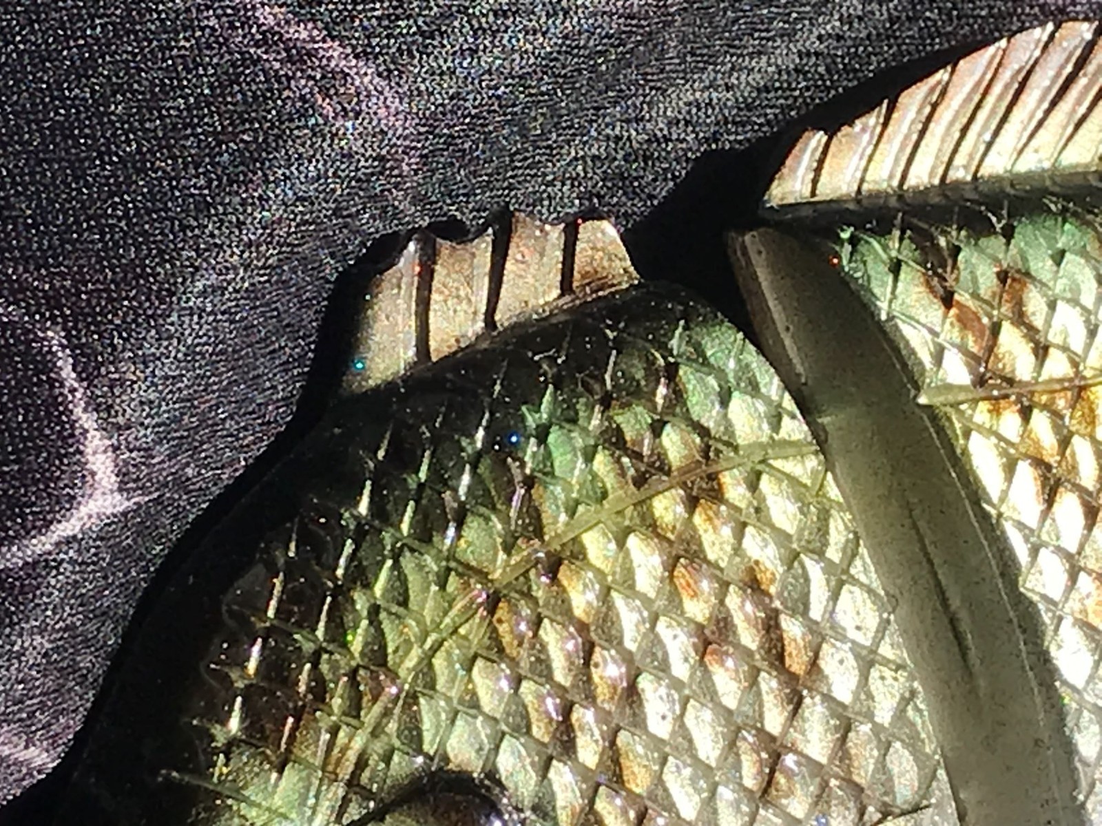 Handmade Japanese Swimbait "Gillra150" Micro Glitter Subtle  Flash Motion - Image 5