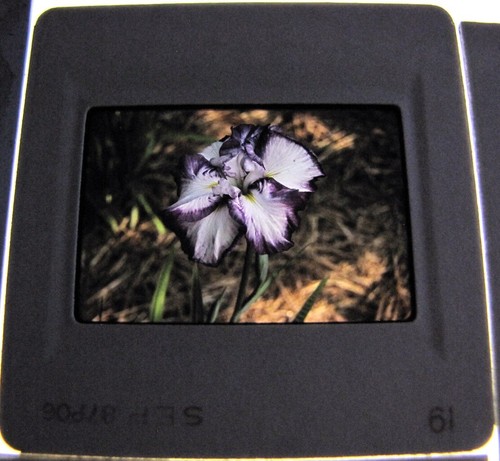21-Kodak Fotografías de diapositivas Reberts Iris Haven Sociedad Americana Flores Jardines - Imagen 8 de 13