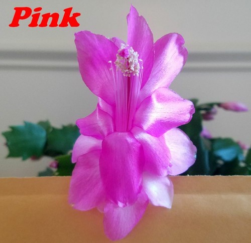 3 Colors Christmas Cactus Thanksgiving Cactus Stem Cuttings, Ready to Root - Picture 13 of 16