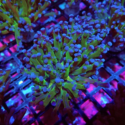 WYSIWYG - Euphyllia Frog Spawn Blueberry Grade C