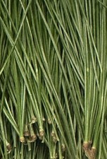 Eastern white pine needles for teas, infusions and decorating 8 Oz Bundle