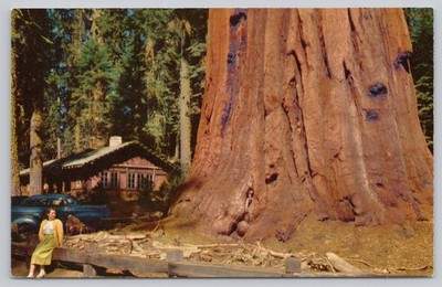 Vintage Sequoia NP Uncle Ned Tree Postcard Giant Forest Cabin
