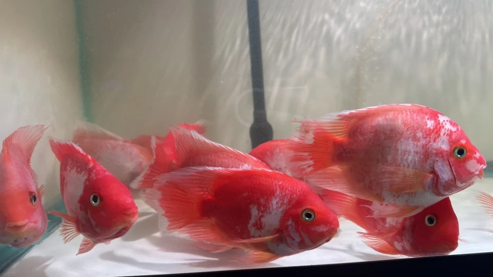 Super Red KingKing Koi parrot 5.5 To 6” – Vibrant Aquarium Fish – Overnight Ship - Image 2 of 4