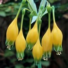 Rare, unusual Urceolina microcrater! - Beautiful Amaryllis relative — photo 1