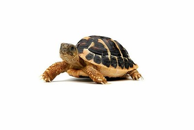 tortoise bedding soil