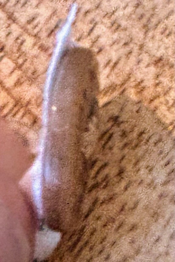 Picture 5 of 6