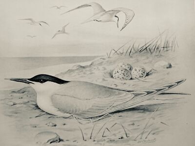 c1896 Antique Bird Print THE SANDWICH TERN British Birds by F.W. Frohawk