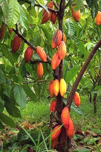 ~CACAO~ seedling Cocoa healthy Chocolate Tree Tropical Fruit small POT'D starter - Picture 7 of 11