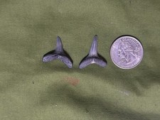 Fossilized Sand Tiger Shark Teeth Lot Of 2 Large