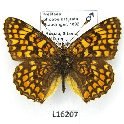 Nymphalidae, Melitaea phoebe saturata, male, A1/A1-, Russia