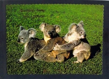 E5098 Australia WA Billabong Koalas MDS postcard