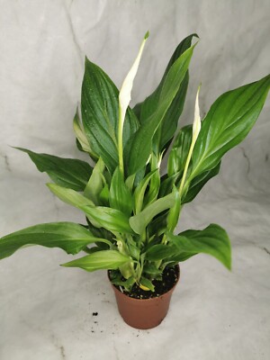 snake plant botanical name Snake Plant 'Zeylanica' – Low-Maintenance Air Purifying Houseplant main image 0