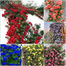 400 Mixed Climbing Rose Seeds for Planting - Climbing Rose Rosa Bush Vine Non-G