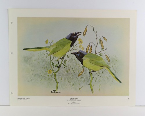 Rex Brasher Bird Print, Green Jay in Acacia Tree, 16x12 in. - Picture 2 of 3