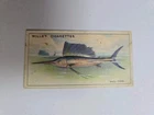 Cigarette card  wills -wonders of the sea - No 13 - free postage  - lot  1027
