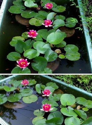 Rote Seerose : In einer kleinen Schale wird sie zum hbschen Bonsai ! Samen  | eBay.de