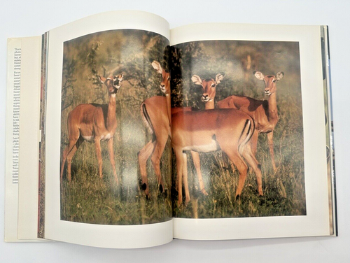 Leni Riefenstahl's AFRICA by Leni Riefenstahl Hardcover, 1982 - 第 10/15 張圖片