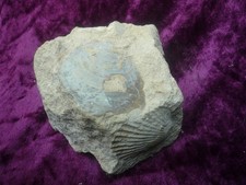 Limestone containing Fossilized bivalve shells (Box4) JL26