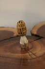 Carved Yellow Morel Mushroom from a Shed Whitetail Antler Point — photo 4