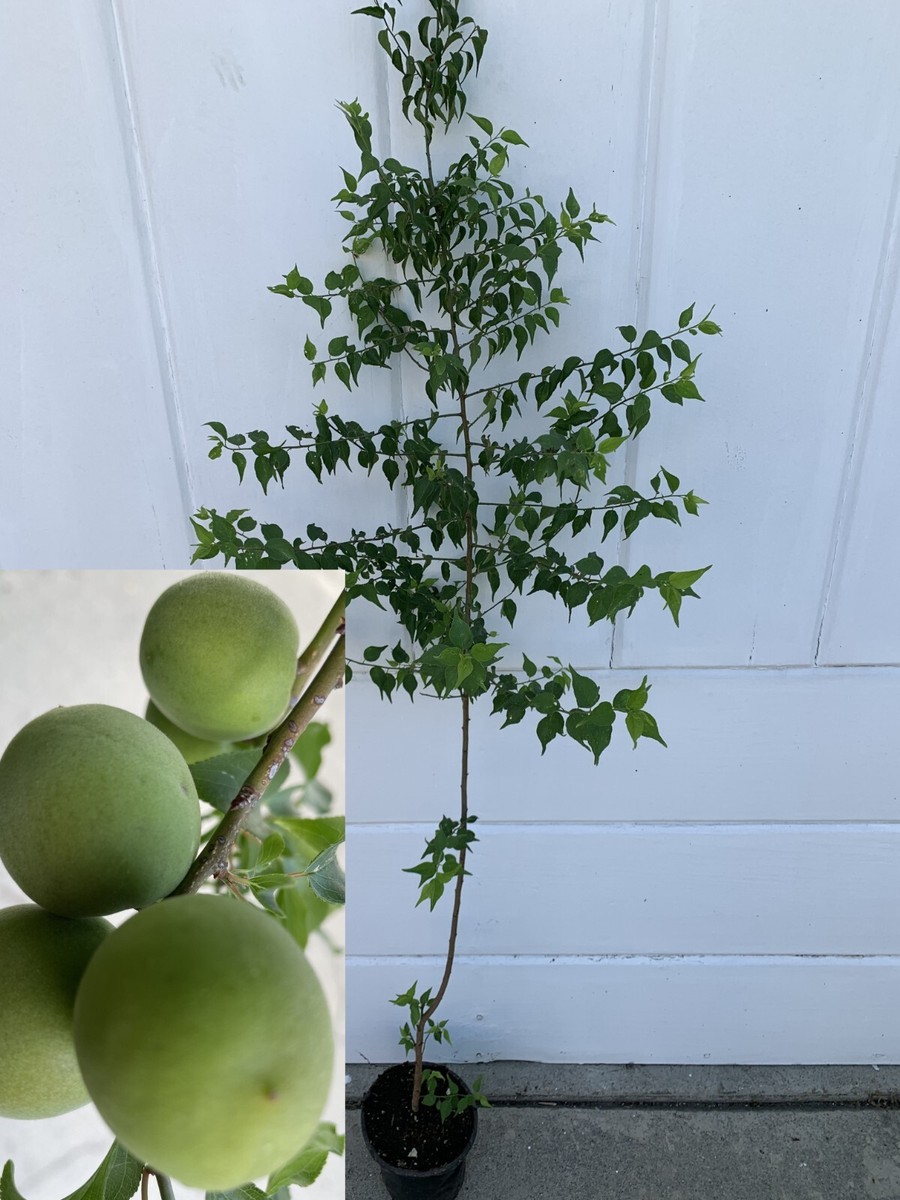 1 Japanese Ume Fruit Tree, or Plum Fruit Tree App. 20-35 | eBay