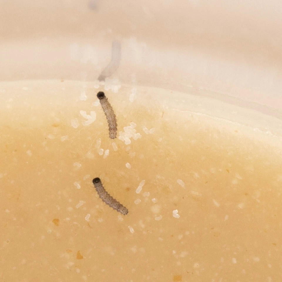 Raupen Nachfüllset 🐛 5-7 Distelfalter-Raupen | Schmetterlingszucht Nachbestelle - Bild 4 von 4