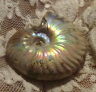 42mm Iridescent AMMONITE FOSSIL 100 MYO Madagascar OLD STOCK 123 carats — photo 5