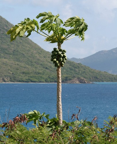 Carica Papaya, the Papaya, Pawpaw or Fruta Bomba 500 - 1,000 seeds - Picture 2 of 2