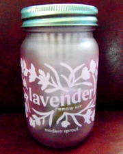 New Modern Sprout Lavender Hydroponic Grow Kit Purple Glass Jar C