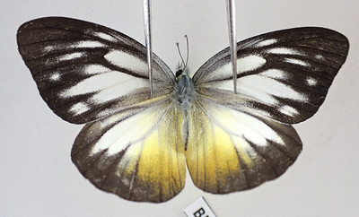BM126. Insects, butterflies: Pieridae sp. Sabah, Malaysia!!!!!!!!!!!!