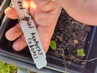 Kentucky Colonel Mint Cutting - Unrooted - Free Shipping!