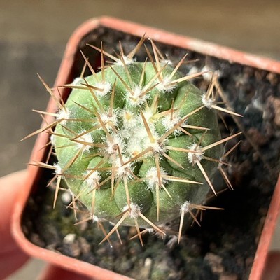 A3-1613  Copiapoa columna-alba, JN300, Manto Huanillo, At., grafted