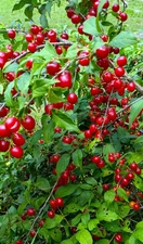 12 Seeds Hiromi Dwarf Cherry Fruit Tree (Prunus jacquemontii)