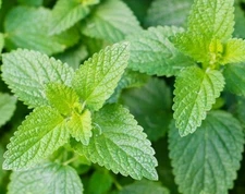 CATNIP SEEDS 1000+ COMMON CAT NIP perennial herb GARDEN kitty MEOW FREE SHIPPING