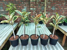 Ficus elastica 'Tineke' Bonsai