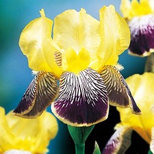 Iris Rhizom Staude Blüten Iris Germanica Deutsche Schwertlilie Nibelungen 1 St.