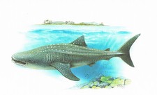 Walhai Heringshailike - Obraz z nadrukiem artystycznym - 25,5 x 17,5 cm