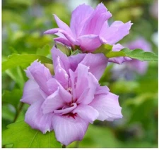 2 Starter Plants/Cuttings of French Cabaret Blush Rose of Sharon Pink