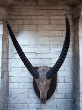 Antique Pair African Waterbuck Horns Antelope Taxidermy Mounted Oak Shield Large