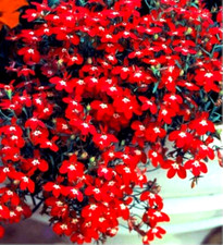 Lobelia pendula Red Cascade  6000 seeds +FREE REUSABLE PLANT LABEL