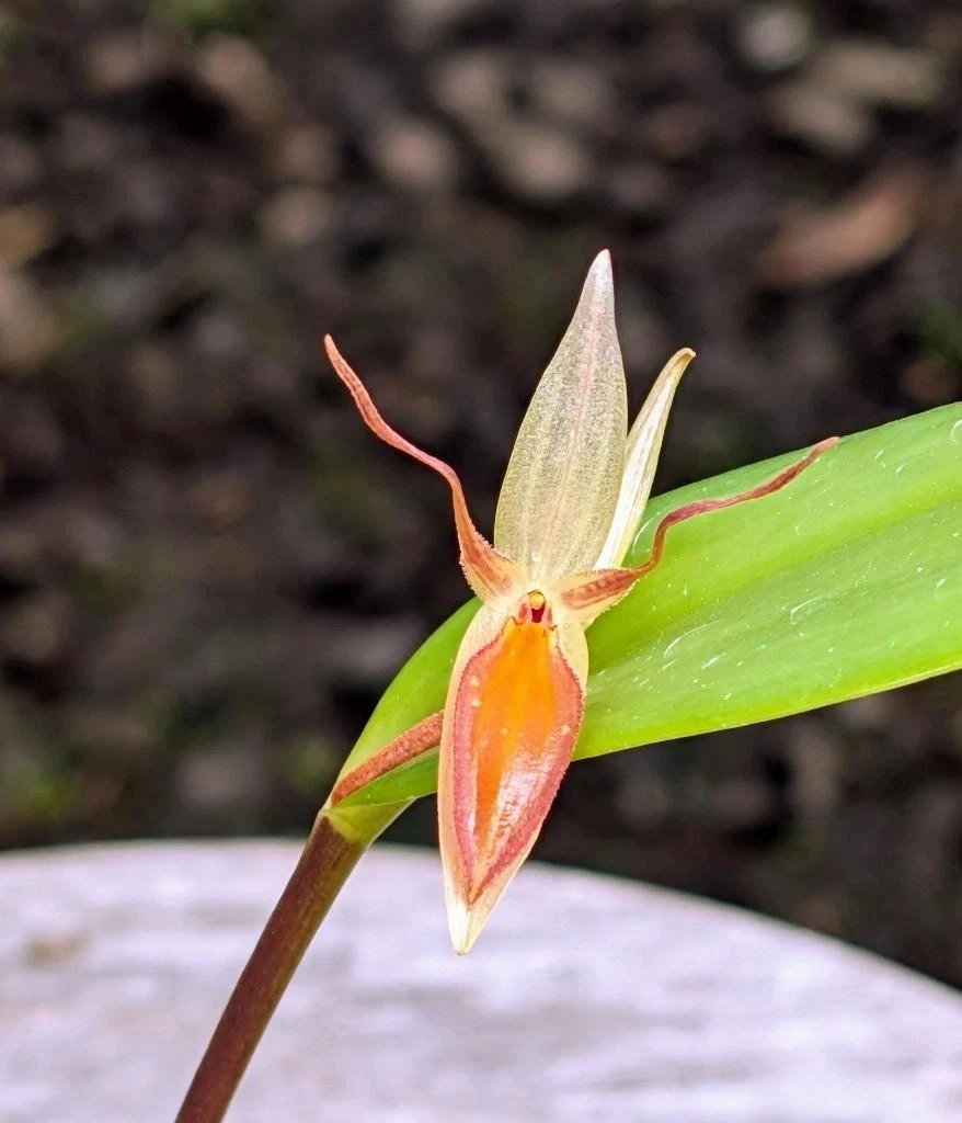 Unusual Orchid Species Pleurothallis hemirhoda. Blooming Size Plant