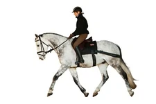 The GENUINE EQUIBAND® PRO SYSTEM for horse core conditioning!  *FREE SHIPPING*