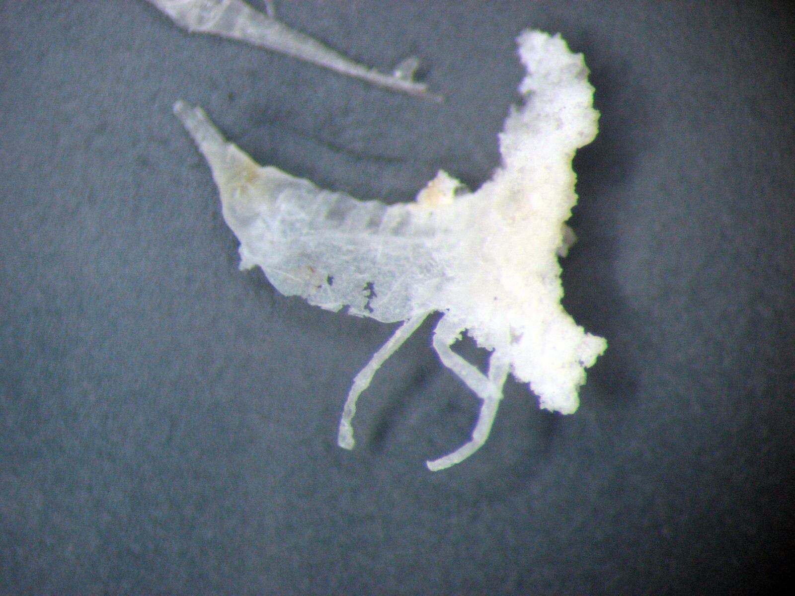 Picture 4 of 7