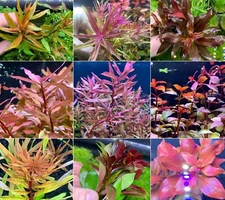 6 Premium Red Plants Assorted (30+stems) - Live Aquarium RED Plants