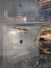 Crevettes Red Cherry