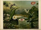 Antique Chromolithograph Aquatic plant Wasserpflanzen Plate German Meyers 1896