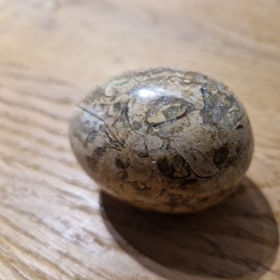  Marble Stein Fossil 