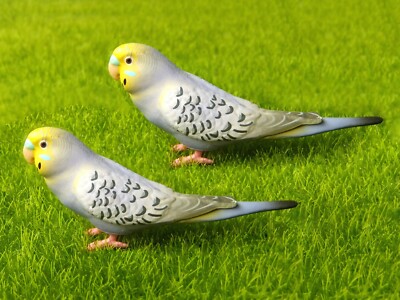 Baby Budgie Pet City Budgies Shop Pet City Birds New Arrivals