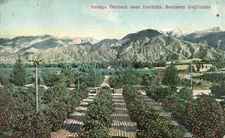 Vintage Postcard Orange Orchard Near Foothills Mountains Southern California CA