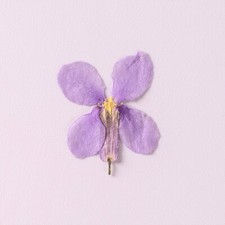 12PCS Real Pressed Dry Flower, sweet purple Flower for art craft FSS12