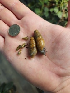 10 Baby Decollate Live Land Snail Fast Free 2 Day Ship 